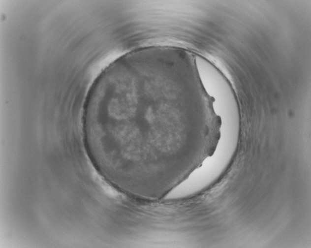 X0000088620995200706151847