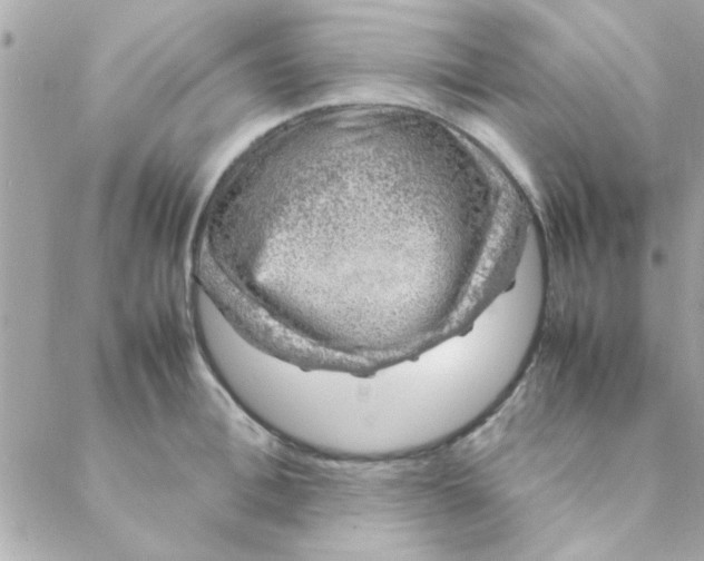 X0000088620996200706151847