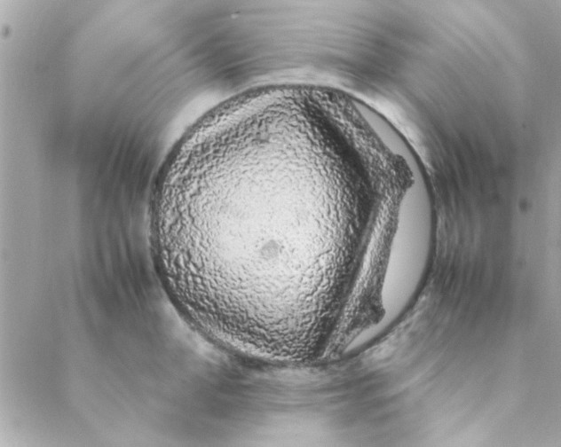 X0000088620998200706151847