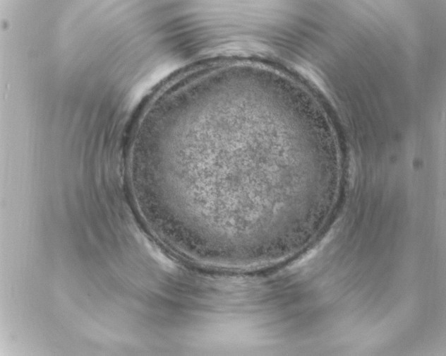 X0000088621018200706151847