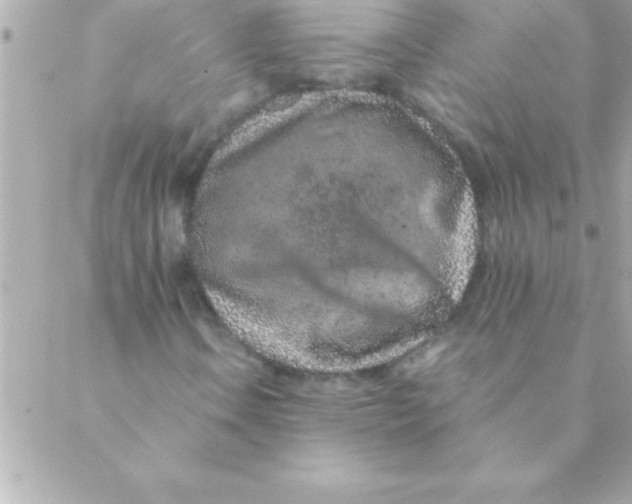 X0000088621106200706151845