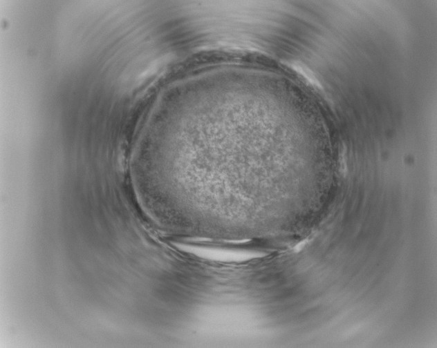 X0000088621110200706151845