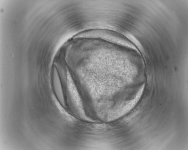 X0000088621144200706151846