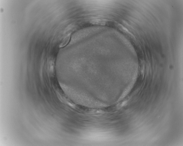 X0000088621154200706151845