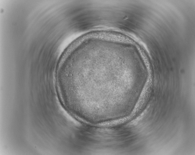 X0000088621239200706151844