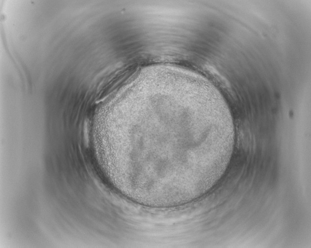 X0000088620026200706221507