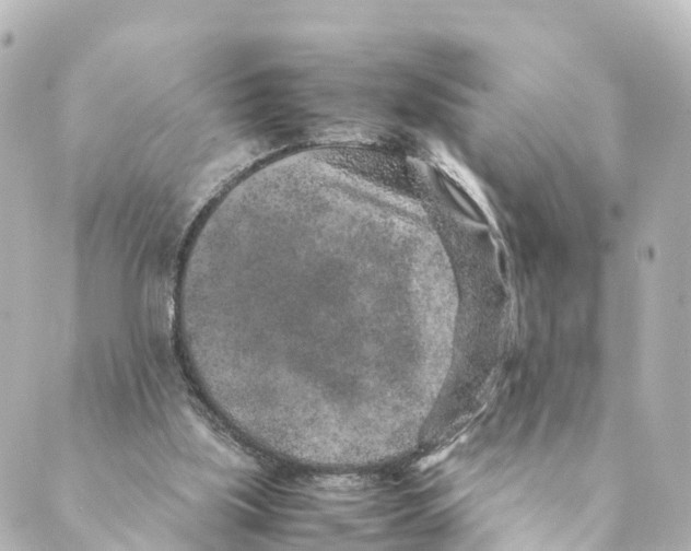 X0000088620059200706221506