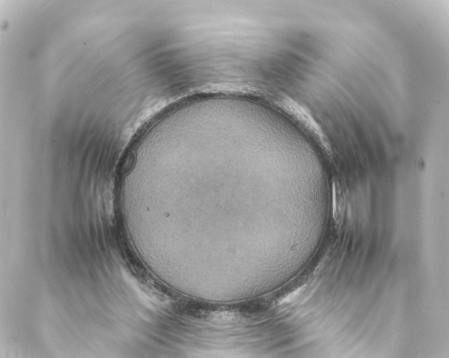 X0000088620204200706221504