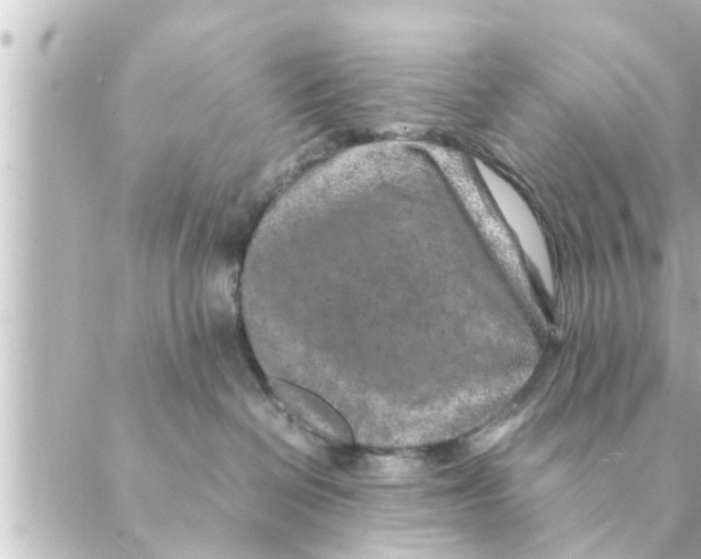 X0000088620286200706221503