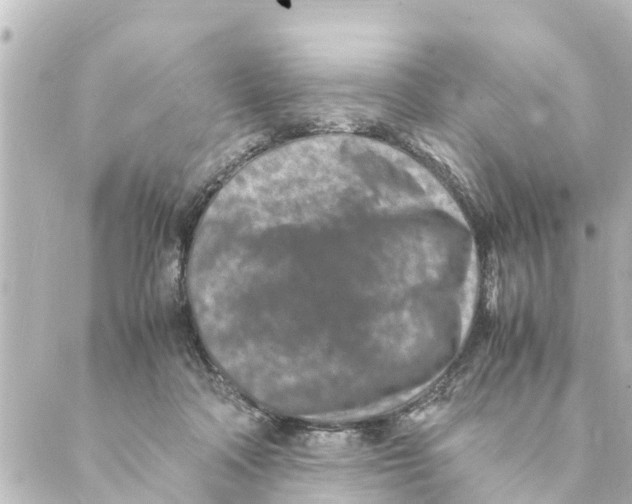 X0000088620314200706221502