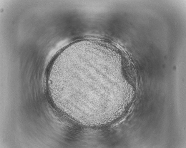 X0000088620343200706221501