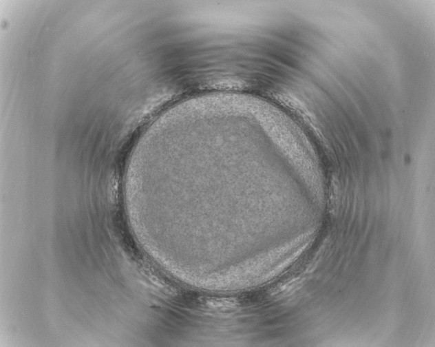 X0000088620355200706221501