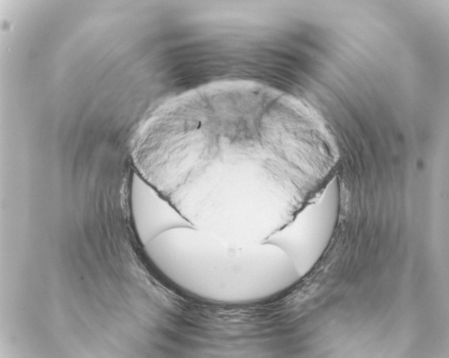 X0000088620357200706221501