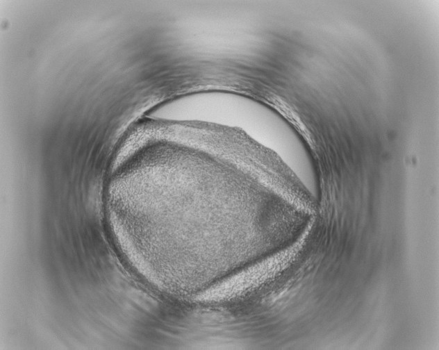 X0000088620386200706221501