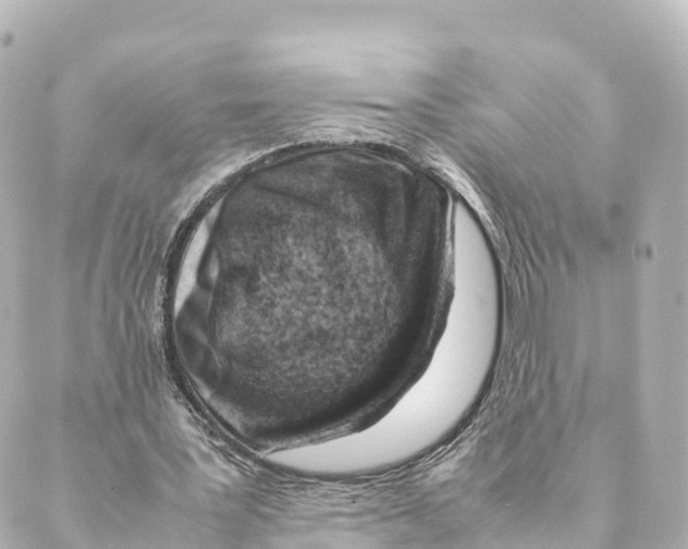 X0000088620387200706221501