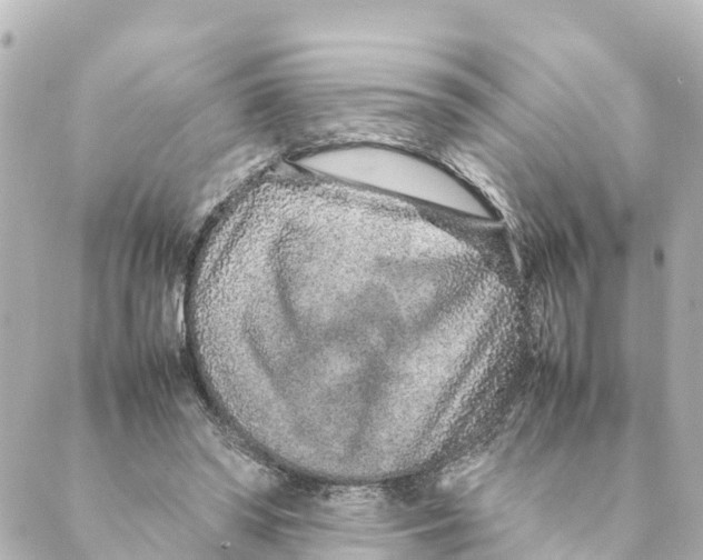 X0000088620398200706221501