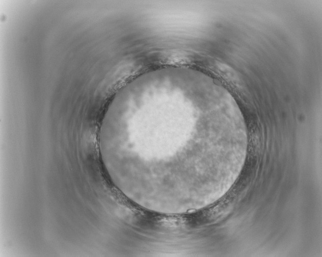 X0000088620415200706221500