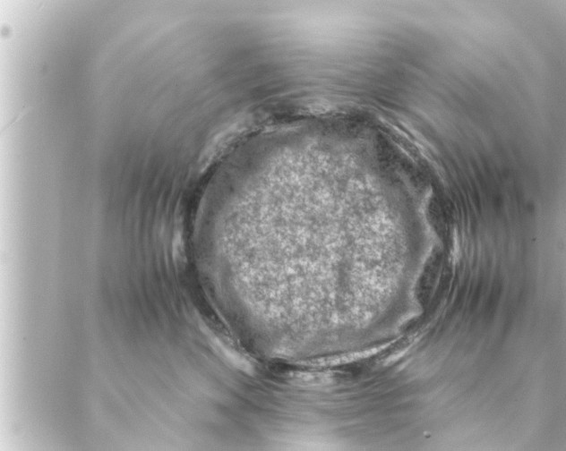 X0000088620524200706221458