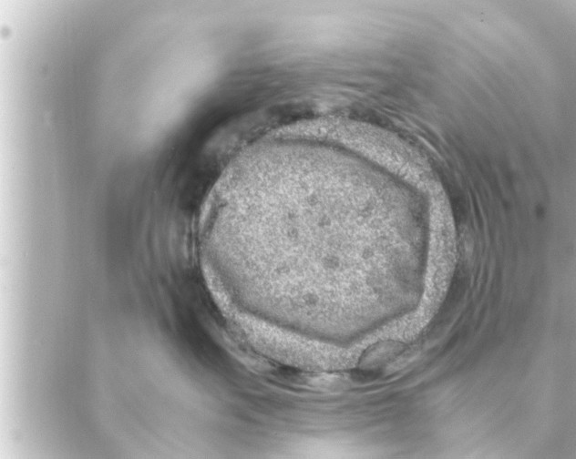 X0000088620527200706221458