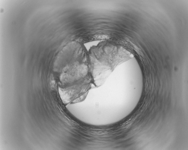 X0000088620553200706221458