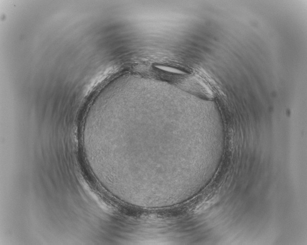 X0000088620634200706221456