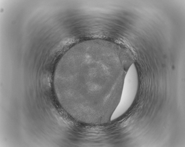 X0000088620643200706221456