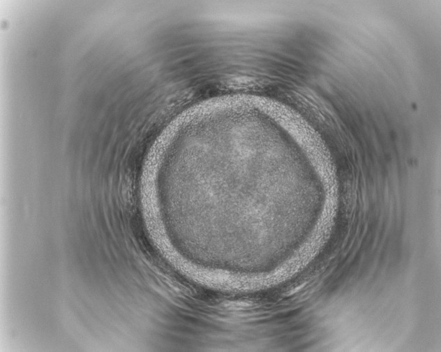 X0000088620653200706221457