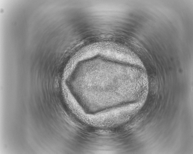 X0000088620654200706221457