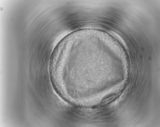 X0000088620855200706221454