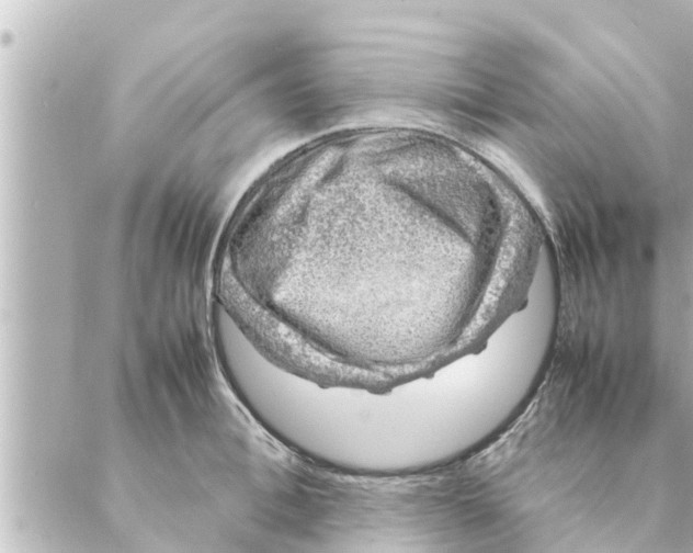 X0000088620996200706221451