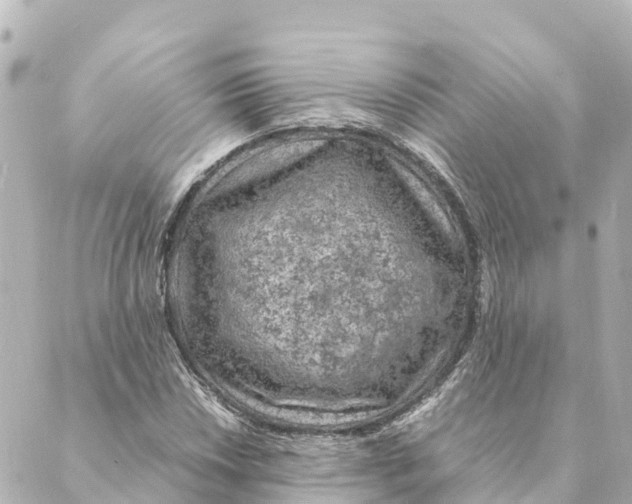 X0000088621018200706221450