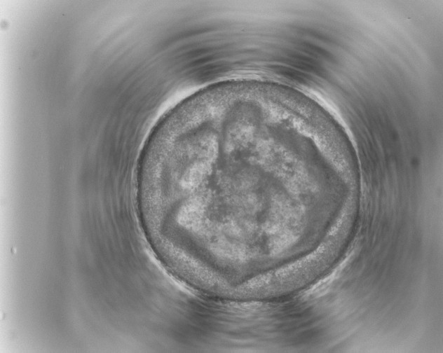 X0000088621045200706221450