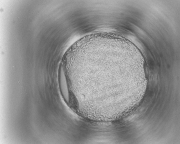 X0000088621055200706221451