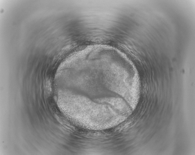 X0000088621106200706221448