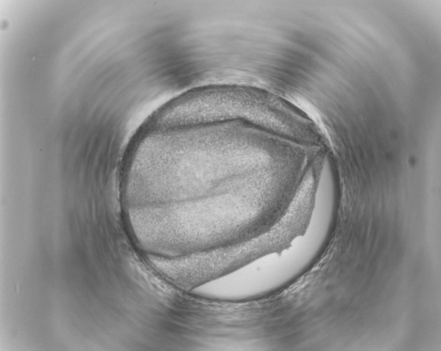 X0000088621120200706221449