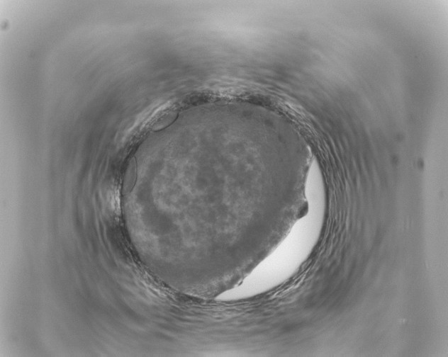 X0000088621155200706221448