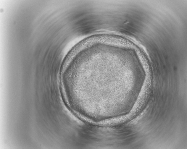 X0000088621239200706221447