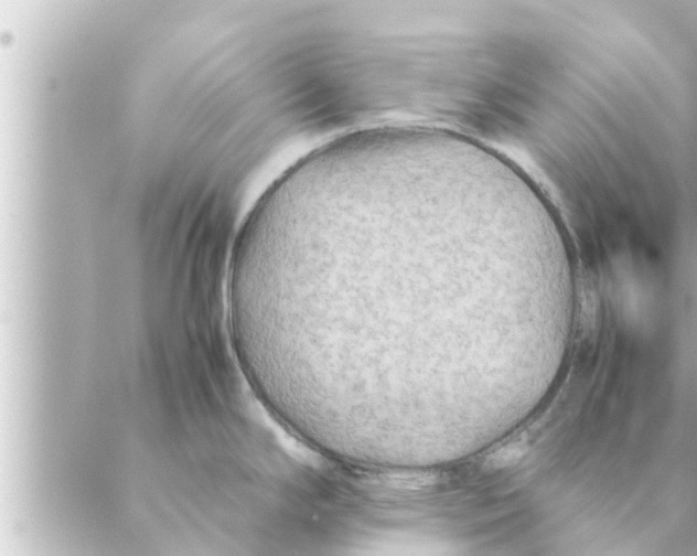 X0000088621294200706221446