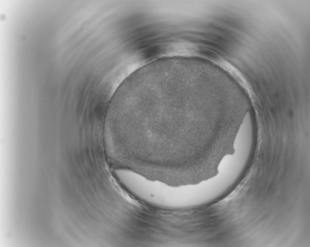 X0000088621337200706221446