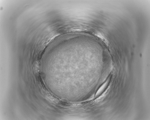 X0000088621353200706221445