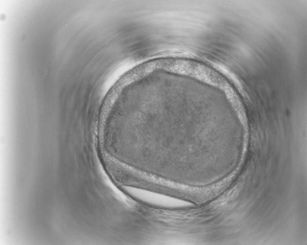 X0000088621383200706221445