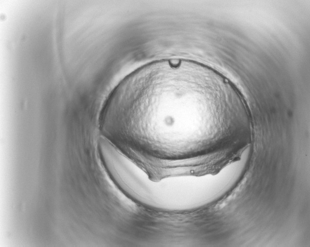 X0000088621525200706221443