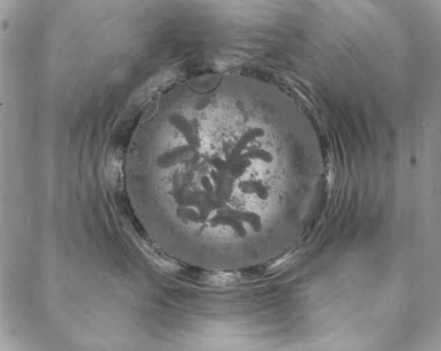 X0000088630527200705251436