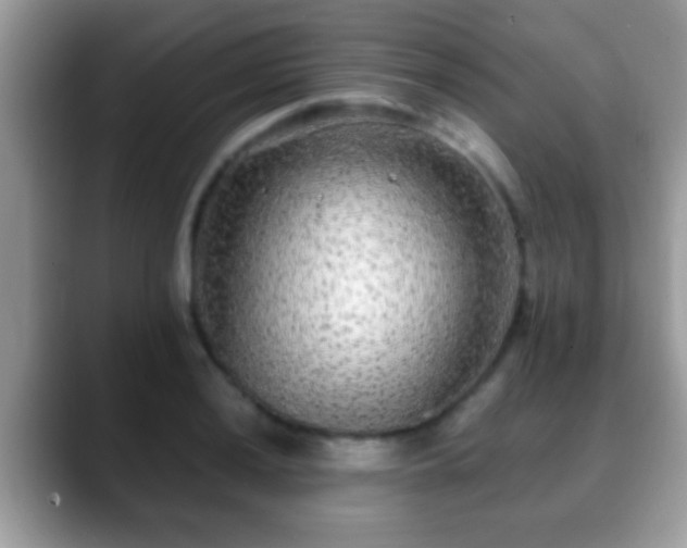 X0000088631036200706011141