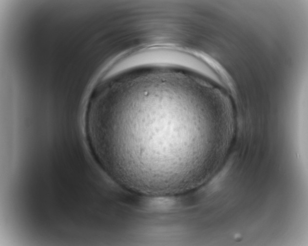 X0000088631333200706011138