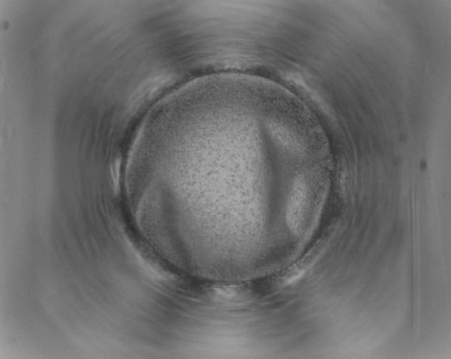 X0000088630070200706081557