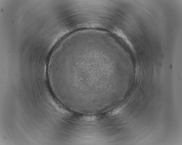 X0000088630110200706081557