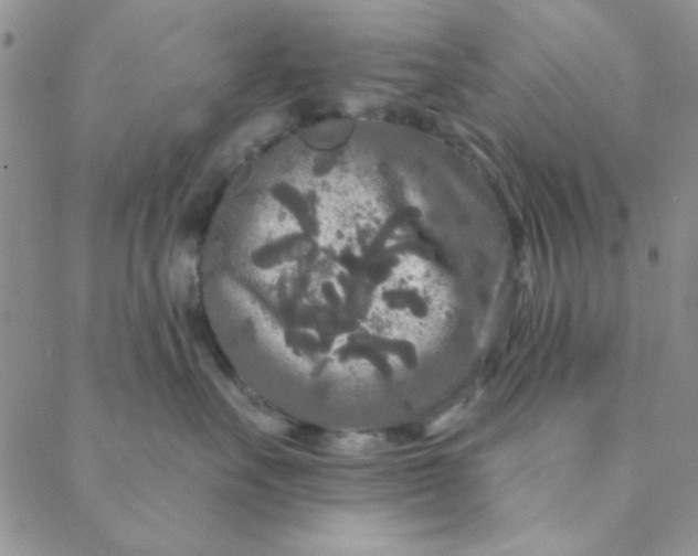 X0000088630527200706081550