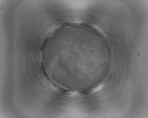 X0000088630528200706081550