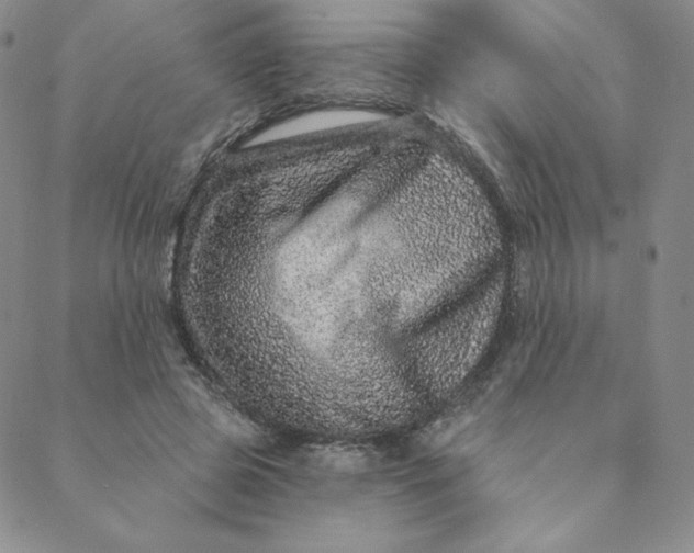 X0000088630545200706081549